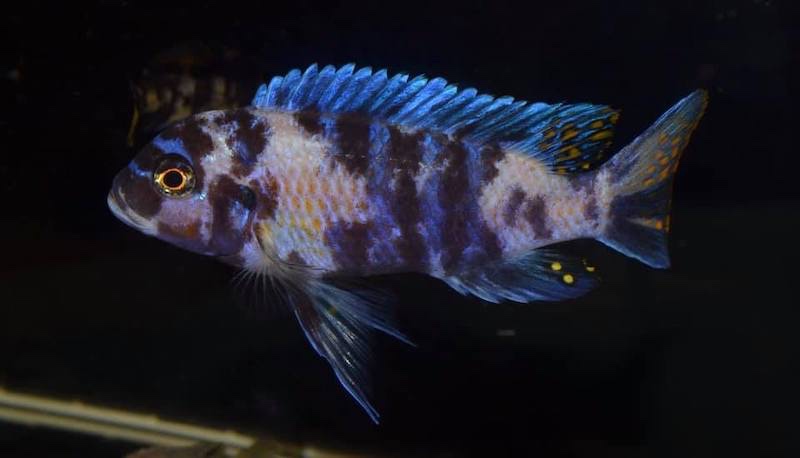 Maylandia zebra 'Masinje'